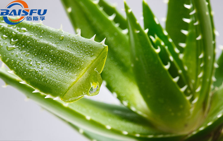 Top-quality Natural Aloe Vera Gel Freeze-dried Powder Selling Well in Europe and America Market
